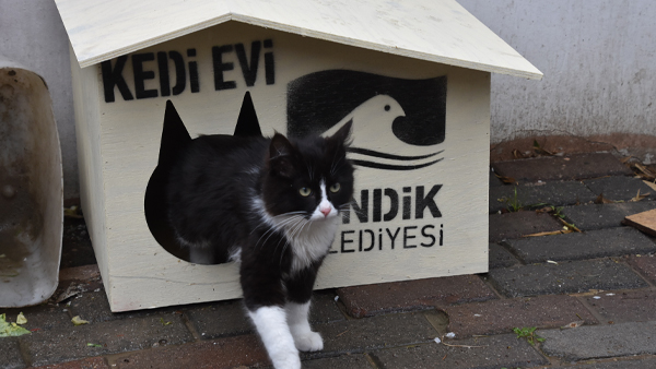 Sevimli dostlar evlerine kavuştu