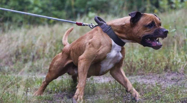 Sultanbeyli’de pitbull dehşeti!