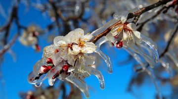 Meteorolojiden zirai don uyarısı