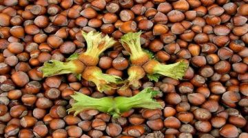 Dolar arttı Fındık fiyatı düştü!!