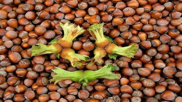 Dolar arttı Fındık fiyatı düştü!!