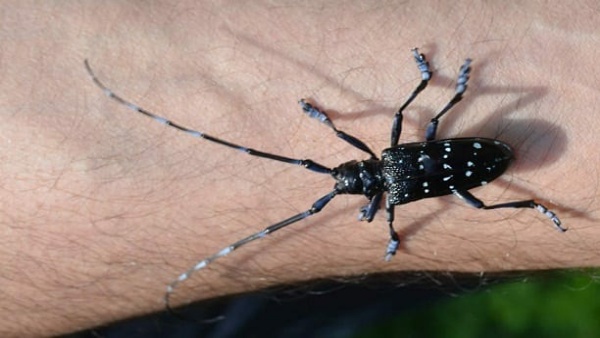 Tranzonda ‘Drakula’ Mücadelesi