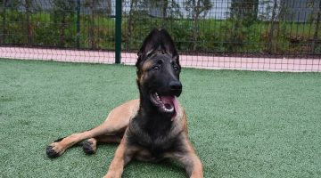 Kediler ve Köpekler Marifetlerini Gösteriyor