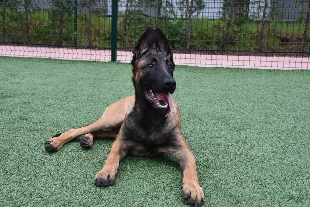 Kediler ve Köpekler Marifetlerini Gösteriyor