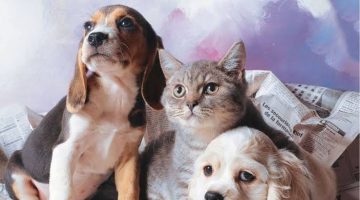 Köpeğine mikroçip taktırmayana 10 bin TL ceza