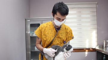 148 bin sokak hayvanı muayene ve tedavi etti