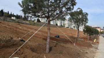 Pendik’te ağaçlandırma çalışmaları sürüyor