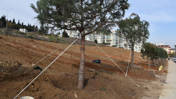 Pendik’te ağaçlandırma çalışmaları sürüyor