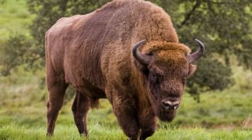 400 bizonu öldürülecek!