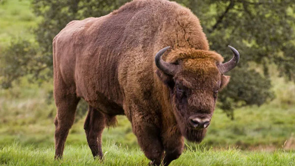 400 bizonu öldürülecek!