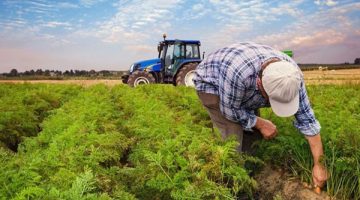Çiftçiye destek ödemeleri başlıyor!