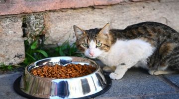 Vali Yerlikaya’dan sokak hayvanlarına mama desteği