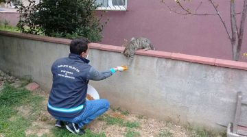 Ümraniye’de küçük canlar yalnız değil!