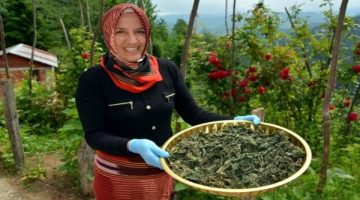 Elleri yakan geçim kaynağı ısırgan otu!