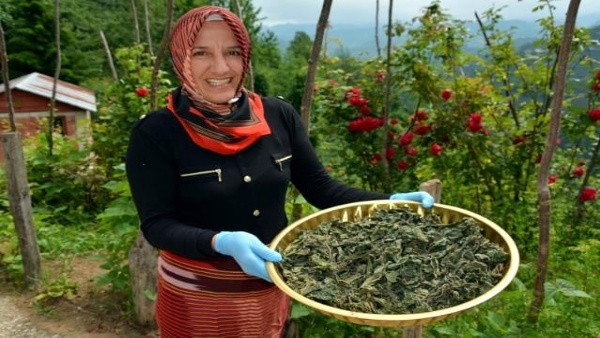 Elleri yakan geçim kaynağı ısırgan otu!