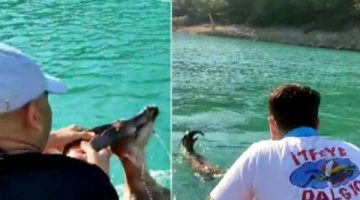 Yaban keçisi boğulmadan kurtarıldı