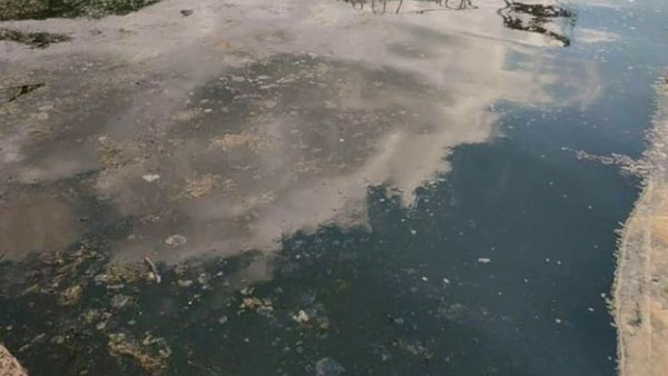 Karadeniz’de müsilaj tehlikesi!