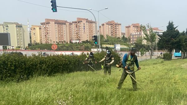 Pendik yabani otlarla mücadele ediyor
