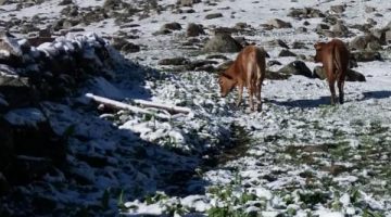 Yaylalara kar yağdı