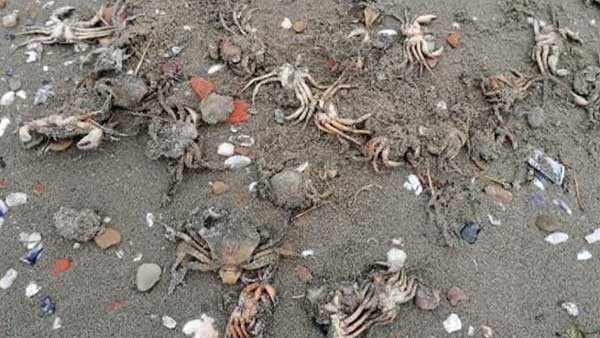 Marmara Denizi’nde yaşam ölüyor!