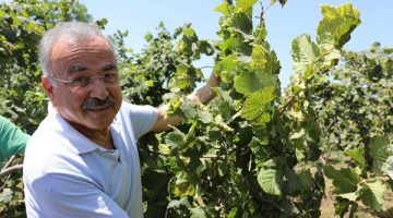 FINVER, fındıkta verimliliği artıracak