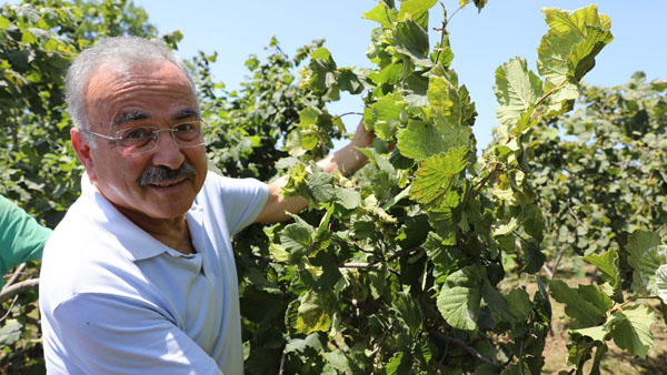 FINVER, fındıkta verimliliği artıracak