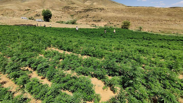 PKK’nın finans kaynağı ateşe verildi