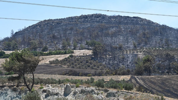 Üsküdar’dan 20 bin fidan desteği
