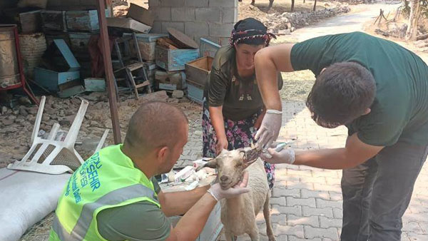 Sağ olarak kurtarılan keçilerin yardımına Ordu’nun hekimleri koştu