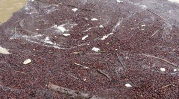 Ordu’da sağanak yağış fındıkları vurdu!