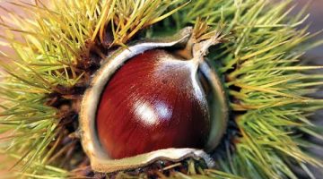 Sezonun ilk kestanesinin fiyatı dudak uçuklattı!