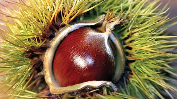 Sezonun ilk kestanesinin fiyatı dudak uçuklattı!