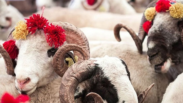 Kurbanlık fiyatları büyükbaşta yüzde 140, küçükbaşta yüzde 103 arttı