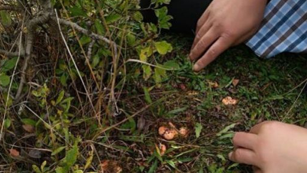 Zehirli mantar yiyen aile hastanelik oldu