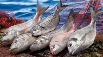 Balıklara da Covid-19 testi yapılıyor