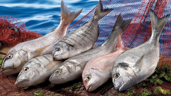 Balıklara da Covid-19 testi yapılıyor