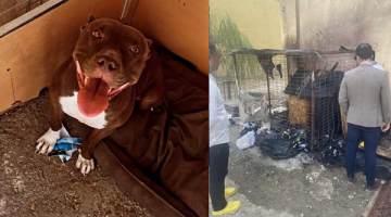 Seferihisar’da katliam: Kulübedeki köpeği yakarak öldürdüler!