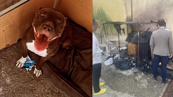 Seferihisar’da katliam: Kulübedeki köpeği yakarak öldürdüler!