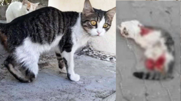 Mide bulandıran iddia: Büyü bozmak için kedilerin ayaklarını kestiler!