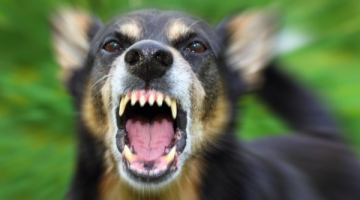 Kuduz hastalığının tedavisi var mı? Kuduz olan bir insan kaç günde ölür?