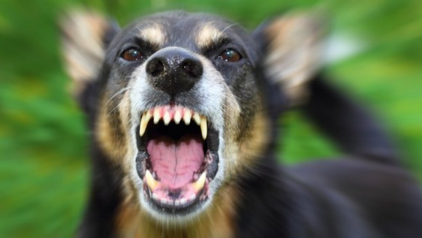 Kuduz hastalığının tedavisi var mı? Kuduz olan bir insan kaç günde ölür?