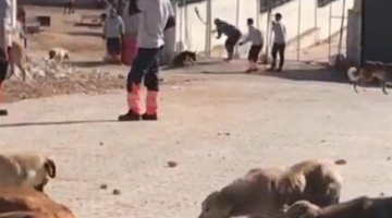 Konya’da vahşet: Kürekle vurarak köpeği öldürdüler iddiası infial yarattı!