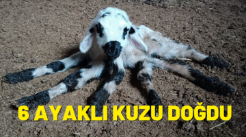6 ayaklı kuzu doğdu!