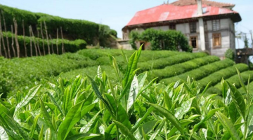 Yaş çay fiyatı yüzde 64 zamlandı