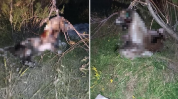 Ankara’da 17 köpek asılmış halde bulundu!