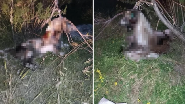 Ankara’da 17 köpek asılmış halde bulundu!