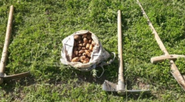 İzinsiz Salep Soğanı Topladı 387 Bin 141 lira Ceza Kesildi