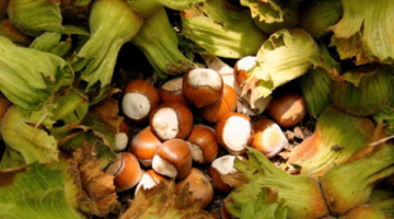 Fındık Üreticisi Temel Desteğe Başvuracak