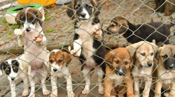 Tarım ve Orman Bakanlığı Sahipsiz Hayvanlara İlişkin Esasları Belirledi