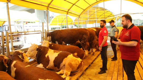 İstanbul’da Kurbanlık Denetimleri Başladı